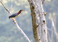 Green Heron 9504
